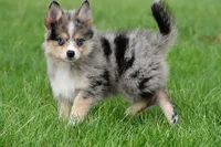 boe, a male Pomsky for sale in Sugarcreek, OH – Photo 1 of 6