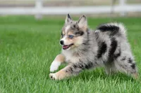 boe, a male Pomsky for sale in Sugarcreek, OH – Photo 4 of 6