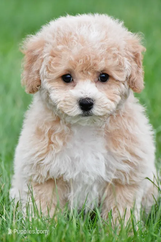 gracie – Bichpoo puppy for sale in Sugarcreek, OH