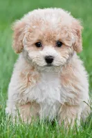 gracie, a female Bichpoo for sale in Sugarcreek, OH – Photo 1 of 7