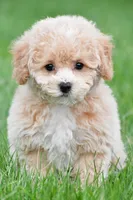 gracie, a female Bichpoo for sale in Sugarcreek, OH – Photo 7 of 7