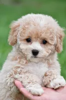 gracie, a female Bichpoo for sale in Sugarcreek, OH – Photo 6 of 7