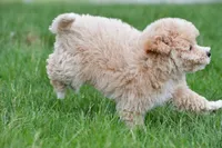 gracie, a female Bichpoo for sale in Sugarcreek, OH – Photo 3 of 7