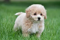 gracie, a female Bichpoo for sale in Sugarcreek, OH – Photo 2 of 7