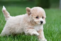 gracie, a female Bichpoo for sale in Sugarcreek, OH – Photo 4 of 7