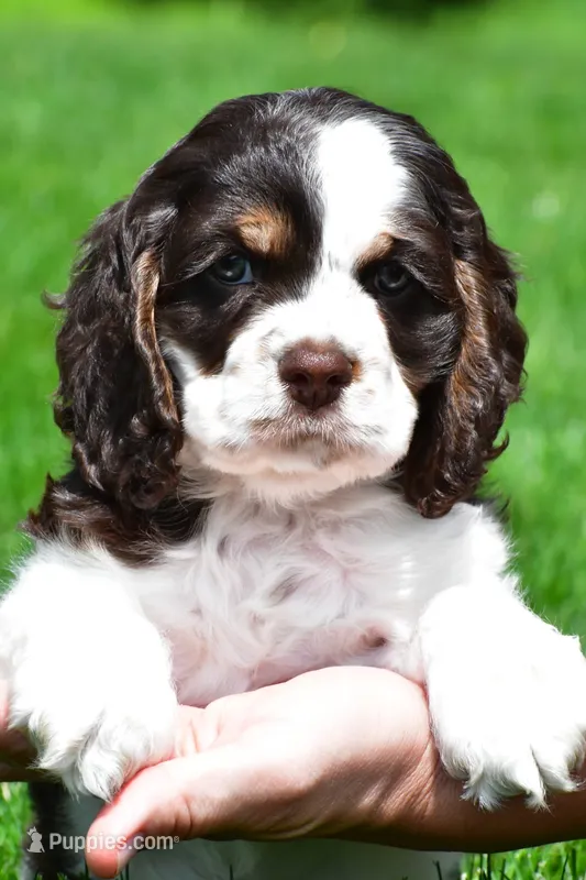 russell – Cocker Spaniel puppy for sale in Sugarcreek, OH