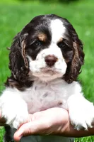 russell, a male Cocker Spaniel for sale in Sugarcreek, OH – 1 of 9