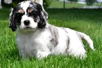 dillan, a male Cocker Spaniel for sale in Sugarcreek, OH – 8 of 8