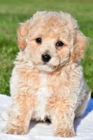 trey, a male Bichpoo for sale in Sugarcreek, OH – 6 of 7