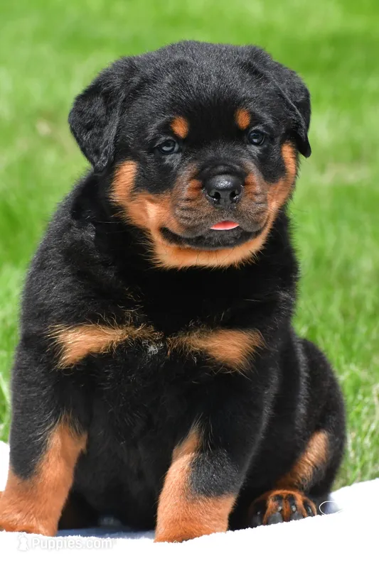 autumn – Rottweiler puppy for sale in Sugarcreek, OH