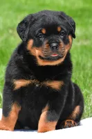 autumn, a male Rottweiler for sale in Sugarcreek, OH – 1 of 6