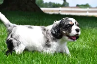 dillan, a male Cocker Spaniel for sale in Sugarcreek, OH – 4 of 8