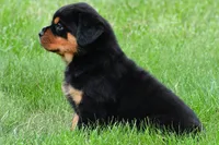 don, a male Rottweiler for sale in Sugarcreek, OH – 4 of 7