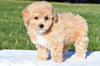 mila, a female Bichpoo for sale in Sugarcreek, OH – 7 of 8