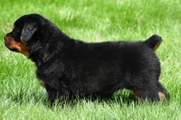 autumn, a male Rottweiler for sale in Sugarcreek, OH – 5 of 6