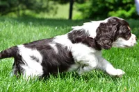 russell, a male Cocker Spaniel for sale in Sugarcreek, OH – 6 of 9