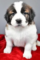 nikki, a female Saint Bernard for sale in Sugarcreek, OH – Photo 7 of 8