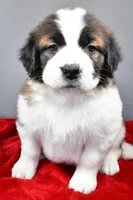 nikki, a female Saint Bernard for sale in Sugarcreek, OH – Photo 3 of 8