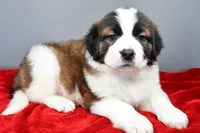 nikki, a female Saint Bernard for sale in Sugarcreek, OH – Photo 6 of 8
