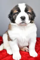 nikki, a female Saint Bernard for sale in Sugarcreek, OH – Photo 4 of 8