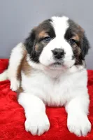 nikki, a female Saint Bernard for sale in Sugarcreek, OH – Photo 8 of 8