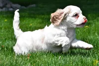 amber, a female Cocker Spaniel for sale in Sugarcreek, OH – 3 of 10