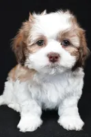 finnly, a female Shihpoo for sale in Sugarcreek, OH – Photo 4 of 9