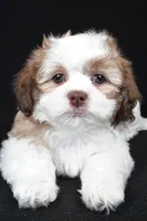 finnly, a female Shihpoo for sale in Sugarcreek, OH – Photo 3 of 9