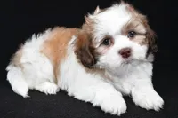 finnly, a female Shihpoo for sale in Sugarcreek, OH – Photo 2 of 9