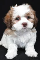 finnly, a female Shihpoo for sale in Sugarcreek, OH – Photo 5 of 9