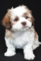 finnly, a female Shihpoo for sale in Sugarcreek, OH – Photo 6 of 9