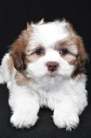 finnly, a female Shihpoo for sale in Sugarcreek, OH – Photo 9 of 9