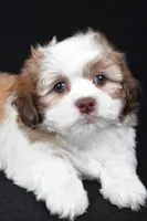 finnly, a female Shihpoo for sale in Sugarcreek, OH – Photo 7 of 9