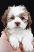 finnly, a female Shihpoo for sale in Sugarcreek, OH – Photo 8 of 9