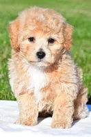 tanner, a male Bichpoo for sale in Sugarcreek, OH – 5 of 7