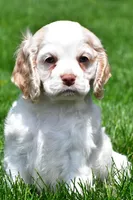 amber, a female Cocker Spaniel for sale in Sugarcreek, OH – 1 of 10