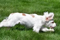 cj, a male Cocker Spaniel for sale in Sugarcreek, OH – 6 of 8