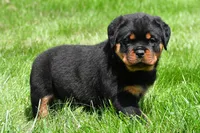 virginia, a male Rottweiler for sale in Sugarcreek, OH – 6 of 6