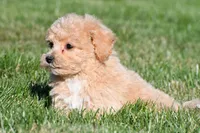 mila, a female Bichpoo for sale in Sugarcreek, OH – 2 of 8