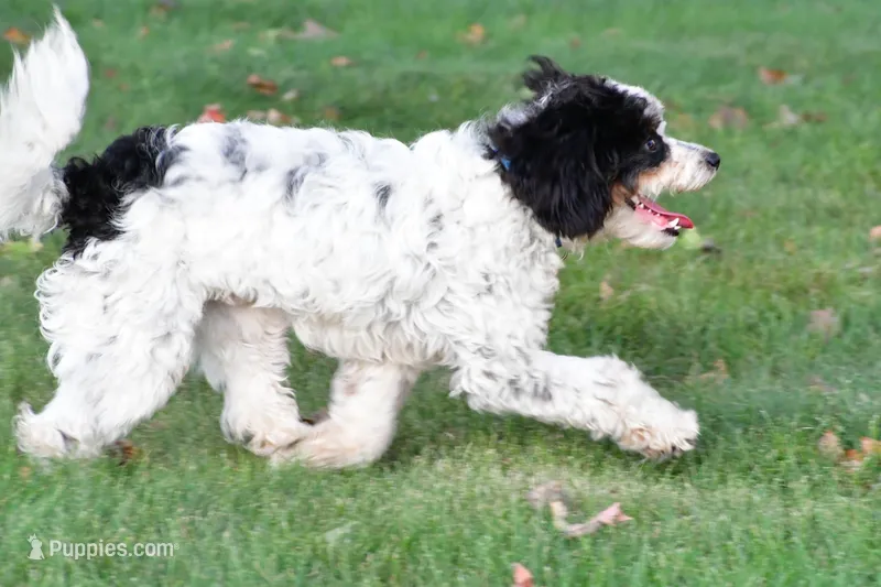 romeo – Cavapoo puppy for sale in Sugarcreek, OH
