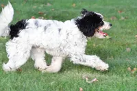 romeo, a male Cavapoo for sale in Sugarcreek, OH – 1 of 6