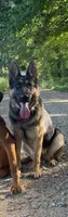 sky, a female German Shepherd Dog for sale in Sugarcreek, OH – 2 of 3