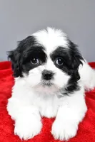 simone, a female Shihpoo for sale in Sugarcreek, OH – Photo 6 of 7