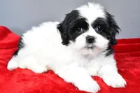 simone, a female Shihpoo for sale in Sugarcreek, OH – Photo 4 of 7