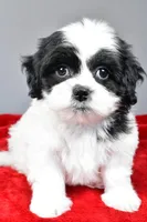 simone, a female Shihpoo for sale in Sugarcreek, OH – Photo 2 of 7