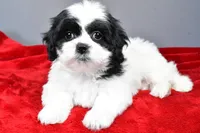 simone, a female Shihpoo for sale in Sugarcreek, OH – Photo 1 of 7