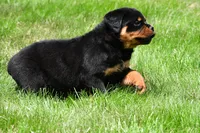 virginia, a male Rottweiler for sale in Sugarcreek, OH – 5 of 6