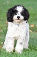 romeo, a male Cavapoo for sale in Sugarcreek, OH – 6 of 6