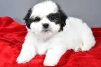poppy, a female Shihpoo for sale in Sugarcreek, OH – Photo 1 of 7