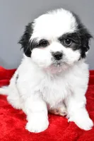 poppy, a female Shihpoo for sale in Sugarcreek, OH – Photo 7 of 7